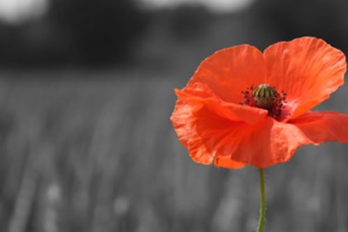 Remembrance Sunday: Wars and Insurrections